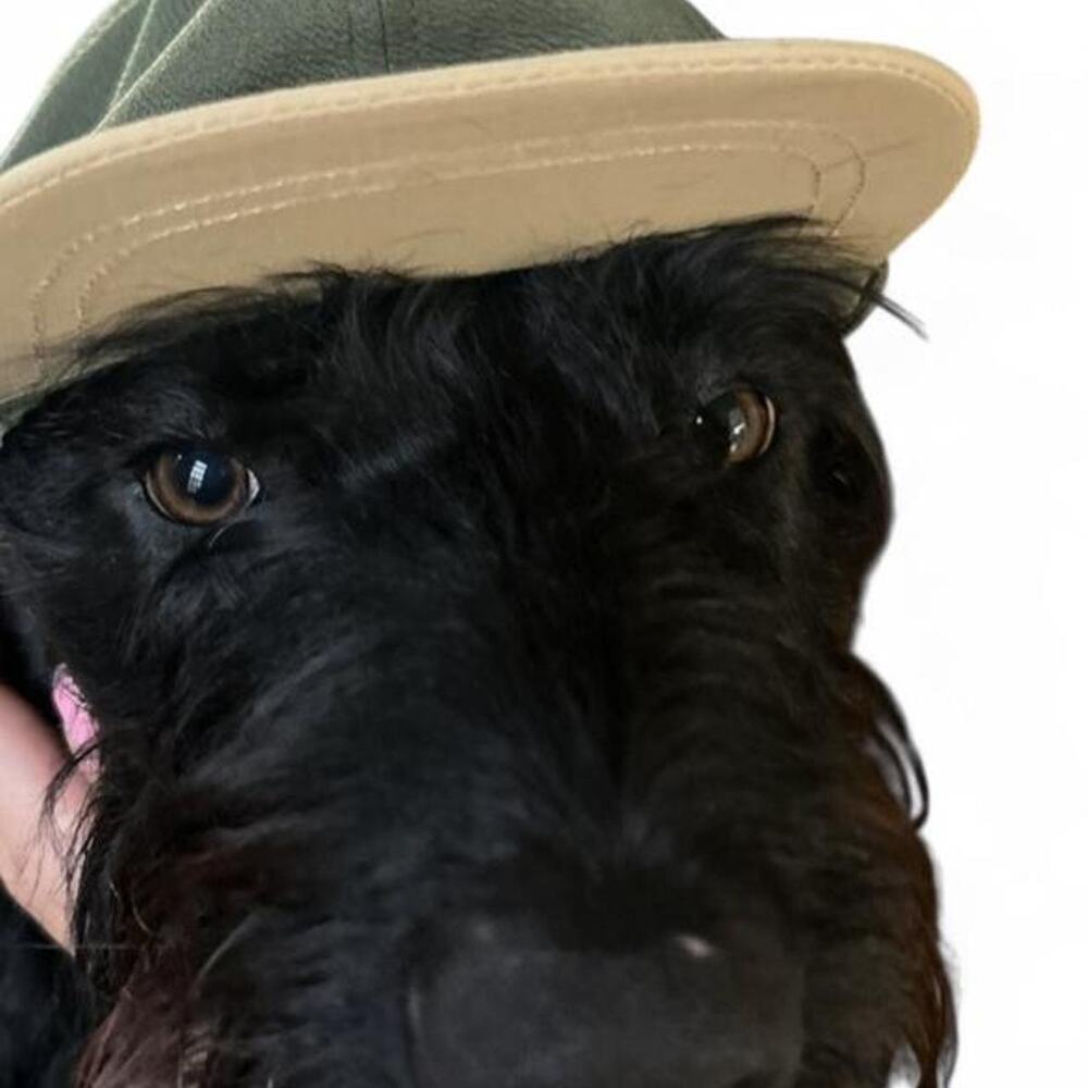 Green Tan Adjustable Dog Hat L XL Large Breed Skater Y2K Cute
